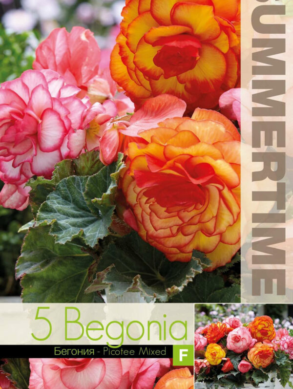 Begonia Picotee Mixed5