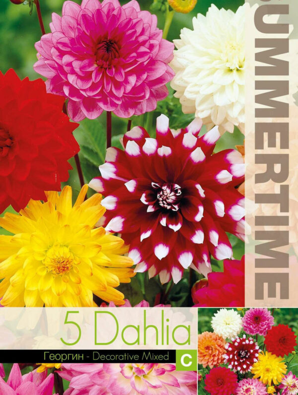Dahlia Decorative Mixed