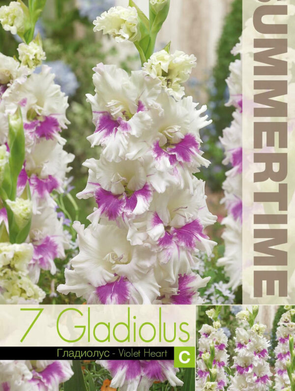 Gladiolus Violet Heart