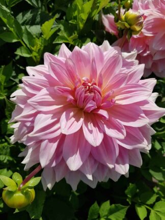 Dahlia Fairway Pilot