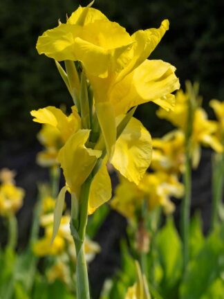 Canna Richard Wallace