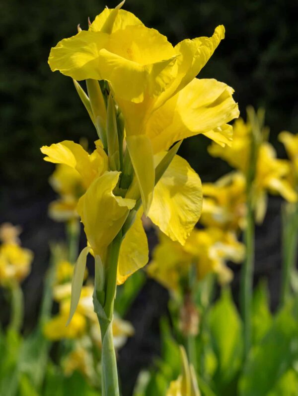 Canna Richard Wallace