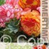Begonia Picotee Mixed - RB