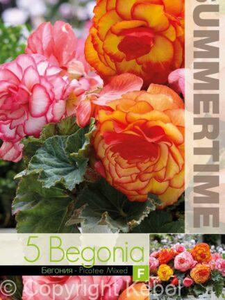 Begonia Picotee Mixed - RB