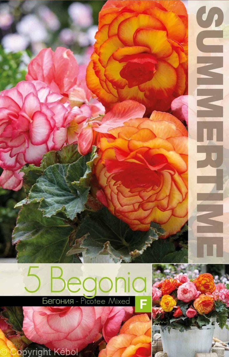Begonia Picotee Mixed - RB