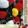 Begonia Non Stop Mixed - RB