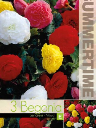 Begonia Non Stop Mixed - RB