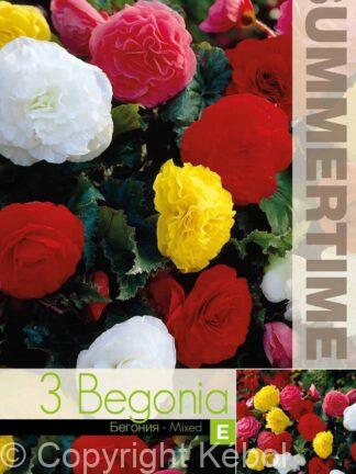 Begonia Non Stop Mixed - RB