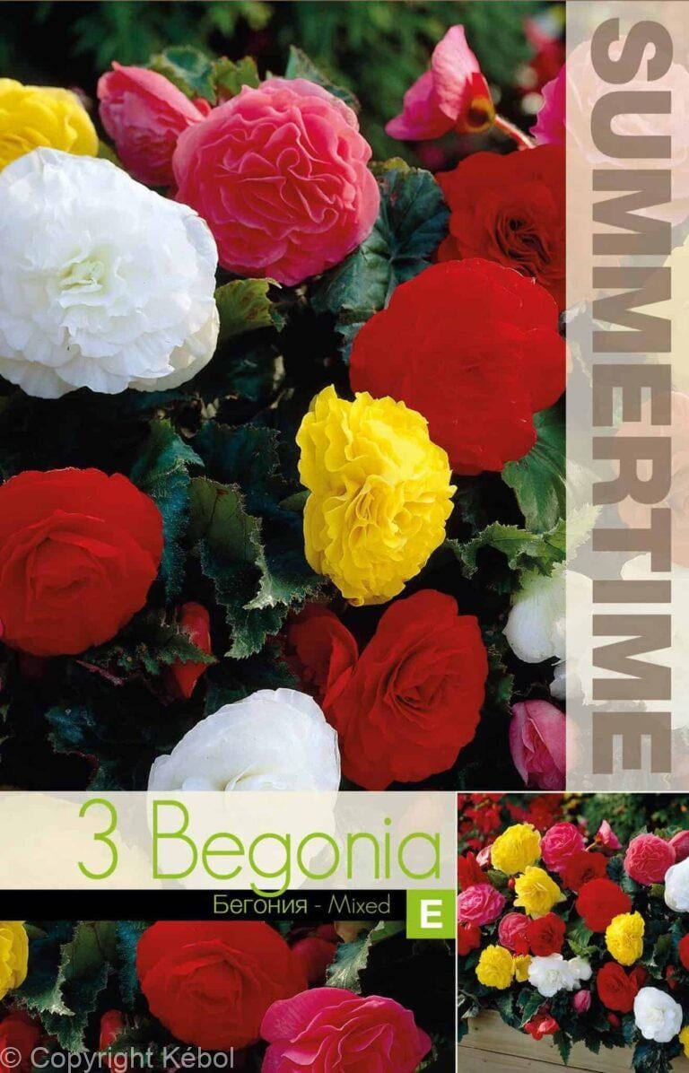 Begonia Non Stop Mixed - RB