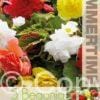 Begonia Giant Pendula Mixed - RB