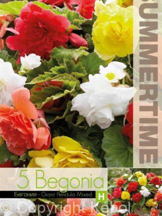 Begonia Giant Pendula Mixed - RB