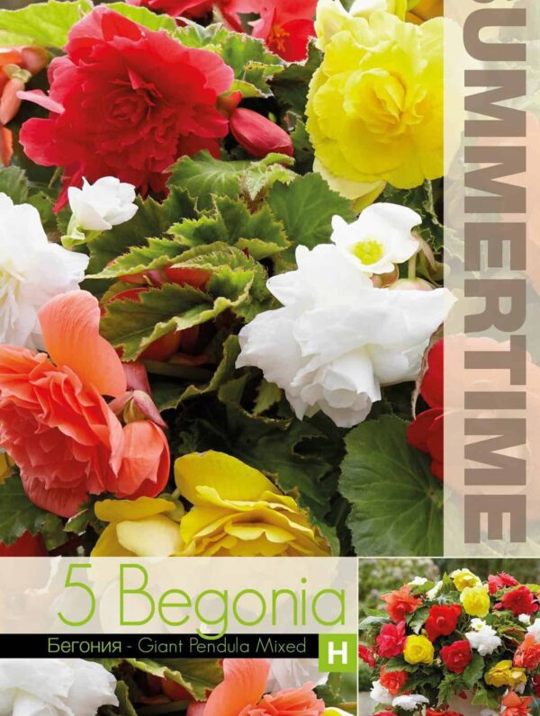 Begonia  Giant Pendula Mixed - RB