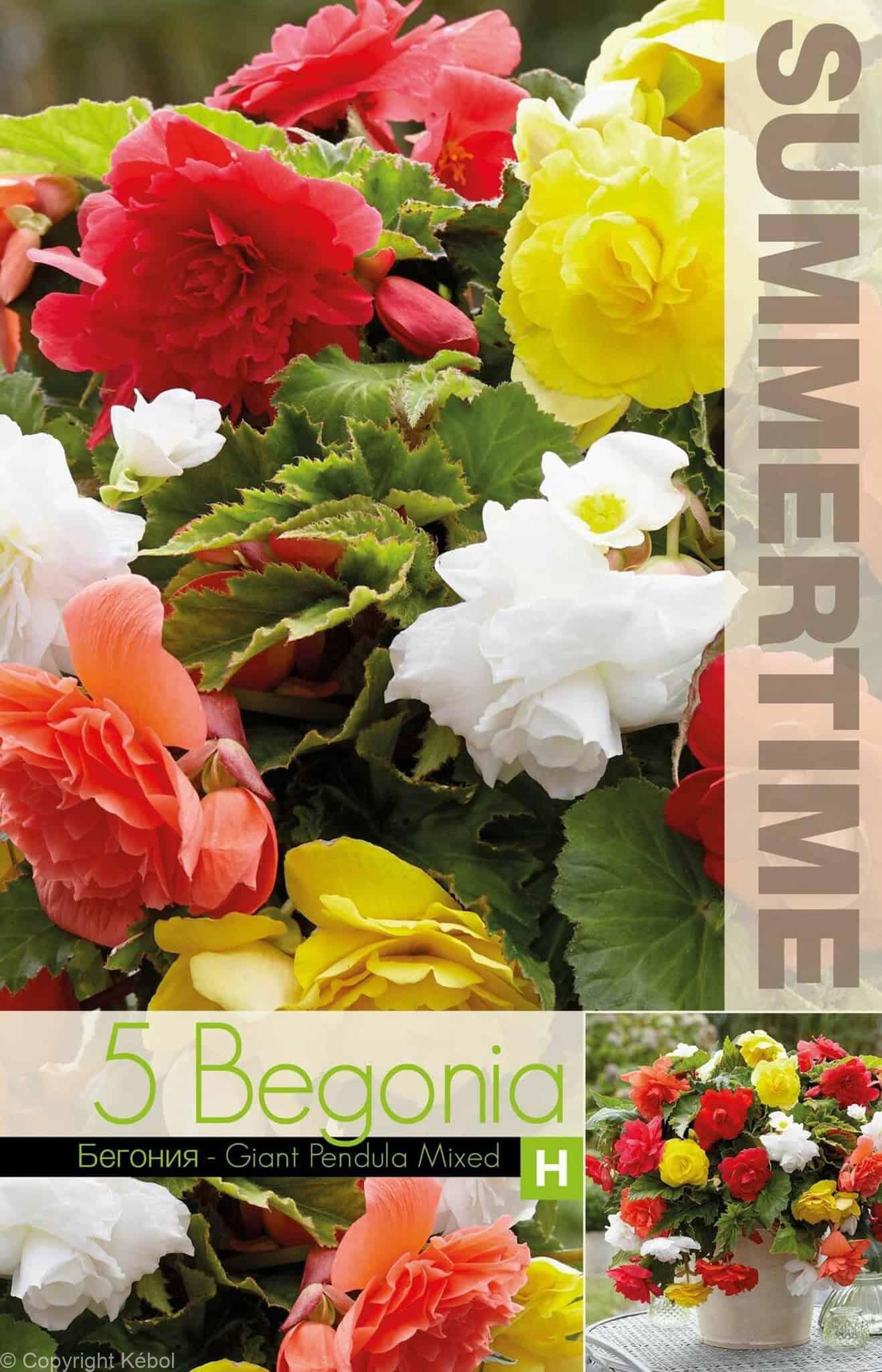 Begonia Giant Pendula Mixed - RB