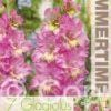 Gladiolus Cotton Candy - RB