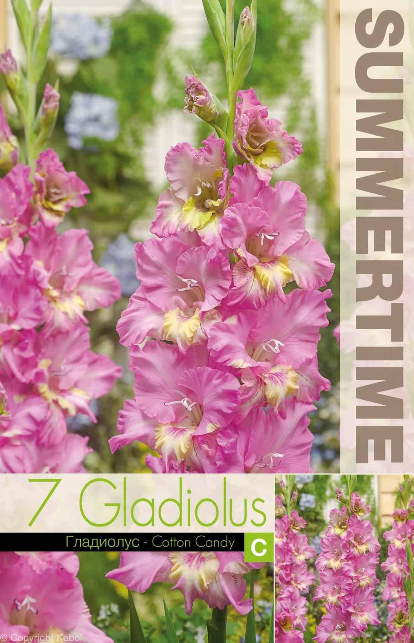 Gladiolus Cotton Candy - RB