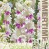 Gladiolus Violet Heart - RB