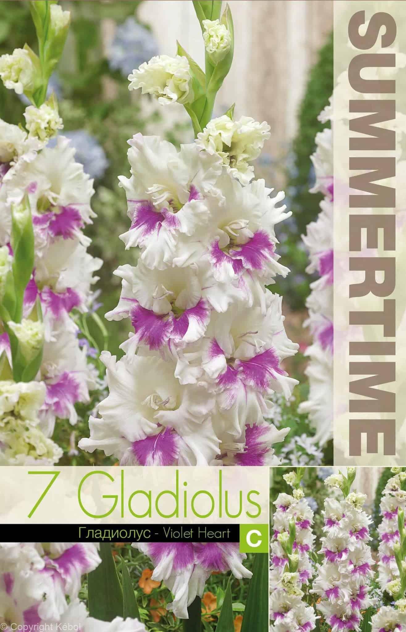 Gladiolus Violet Heart - RB
