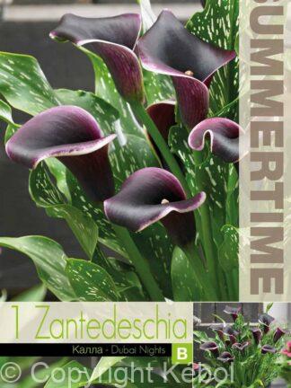 Zantedeschia Dubai Nights - RB