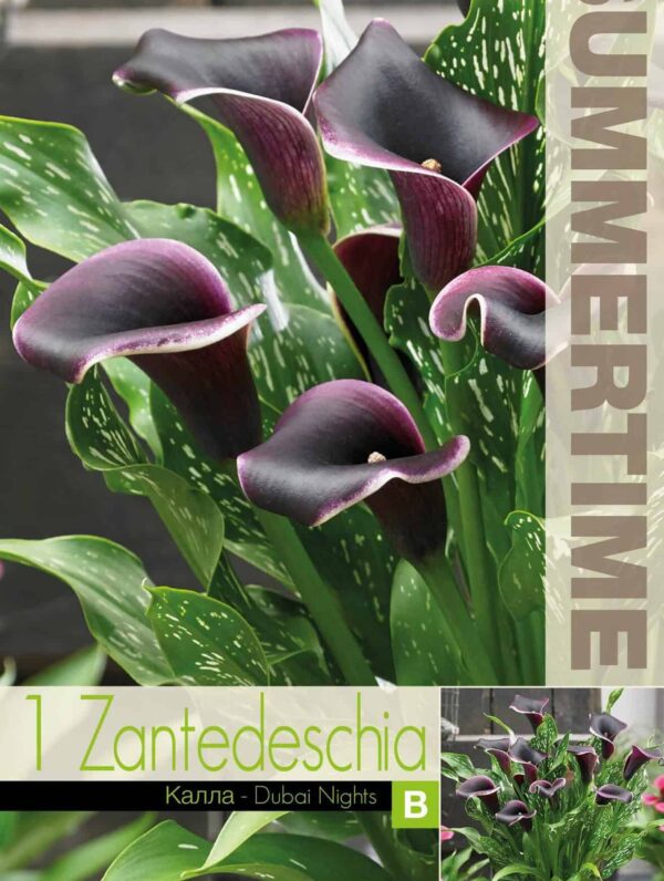 Zantedeschia Dubai Nights - RB