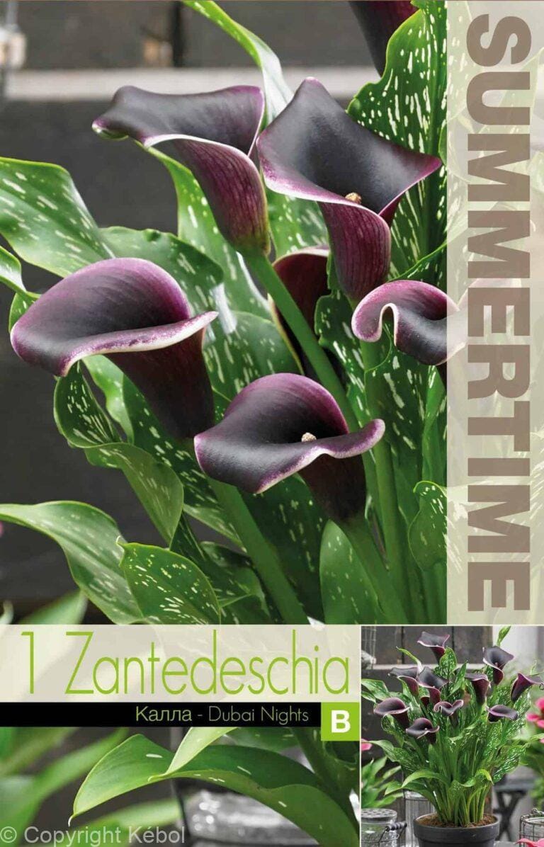 Zantedeschia Dubai Nights - RB
