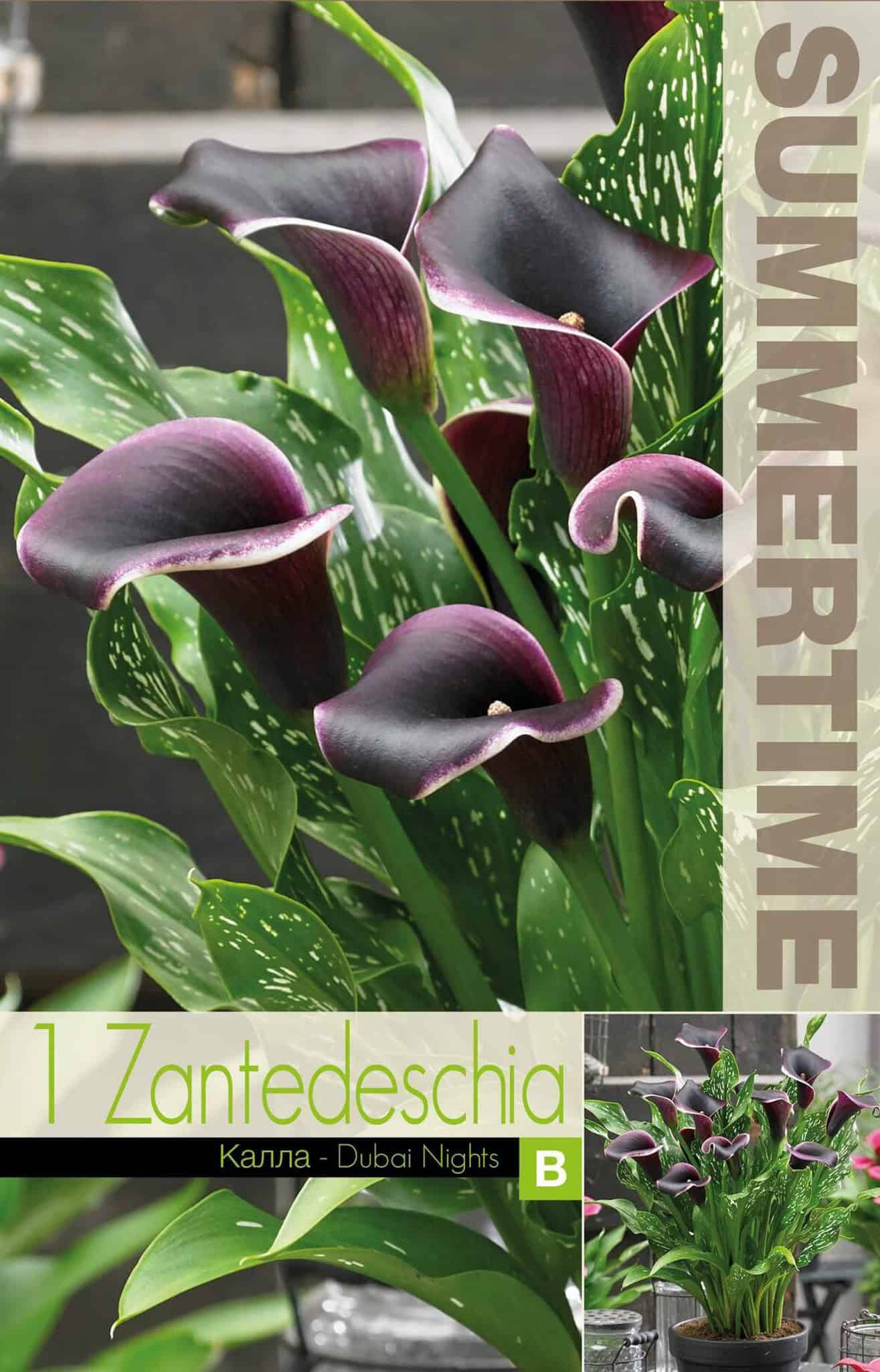 Zantedeschia Dubai Nights - RB
