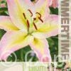 Lilium Hocus Pocus - RB