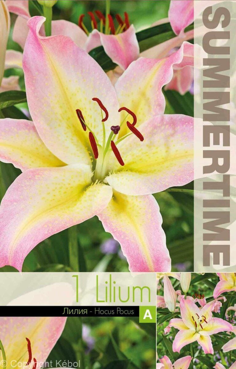 Lilium Hocus Pocus - RB