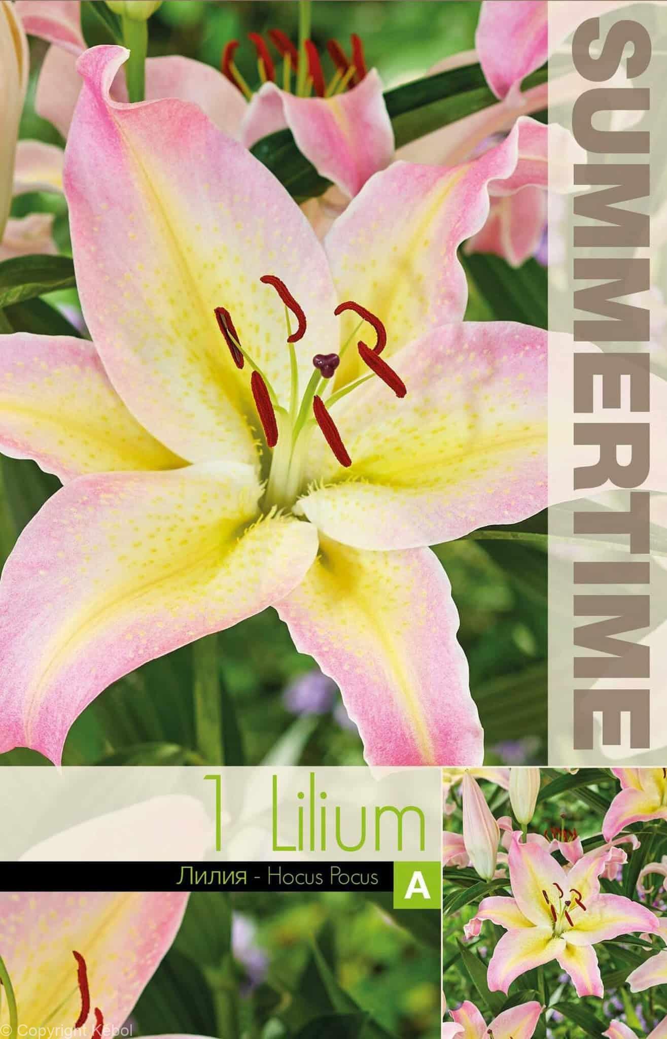 Lilium Hocus Pocus - RB