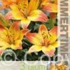 Lilium Happy Memories - RB