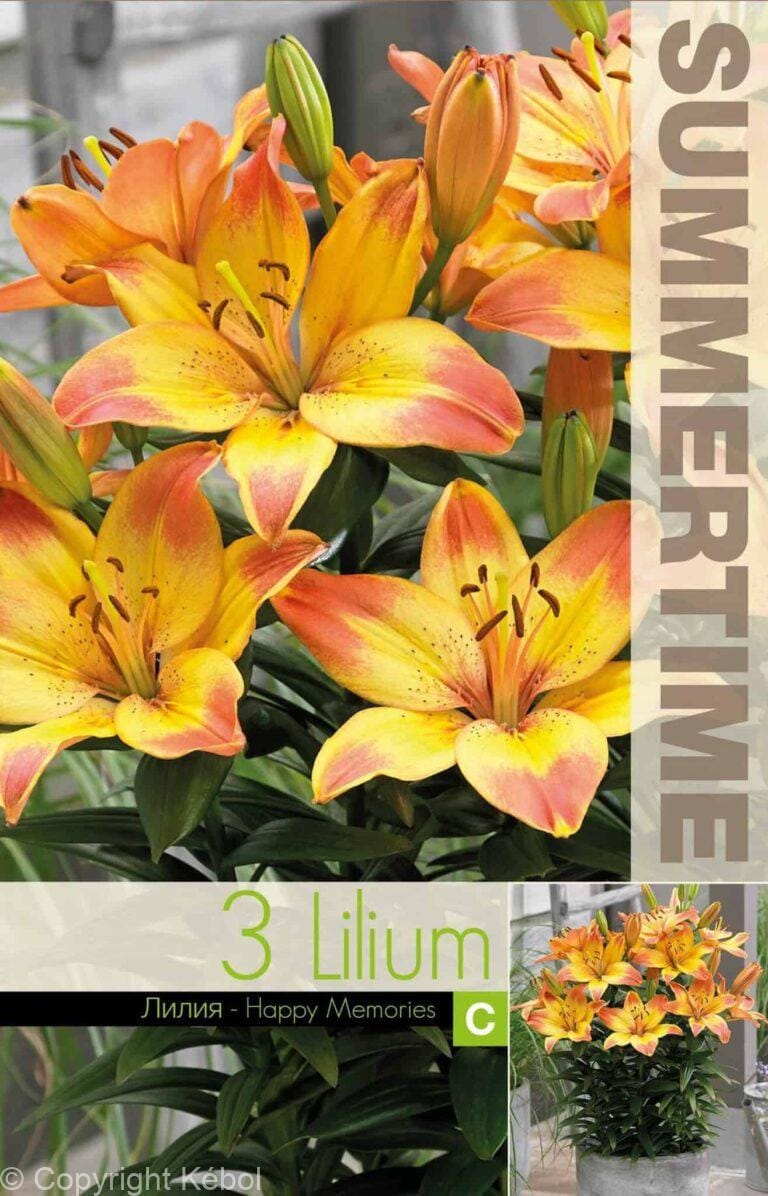 Lilium Happy Memories - RB