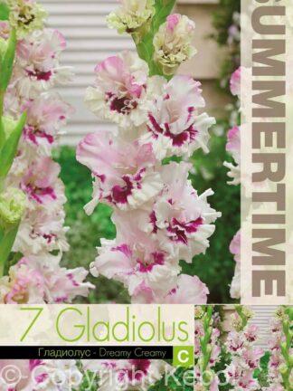 Gladiolus Dreamy Creamy - RB