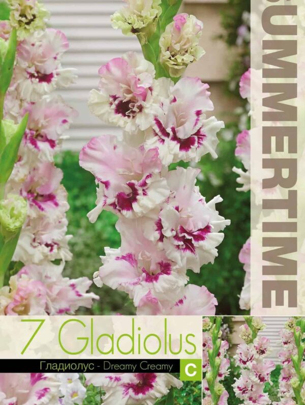 Gladiolus Dreamy Creamy - RB
