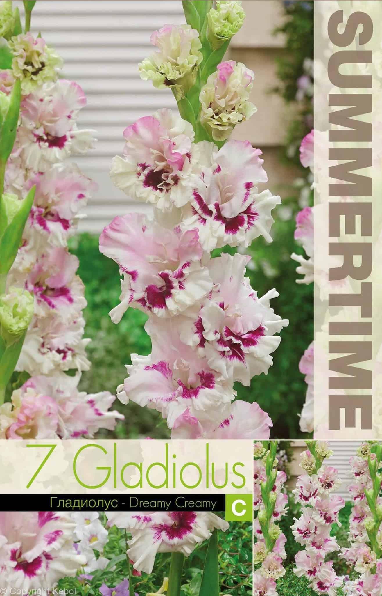 Gladiolus Dreamy Creamy - RB