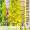 Gladiolus Blitz - RB