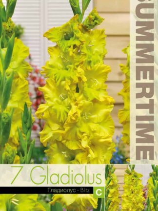 Gladiolus Blitz - RB