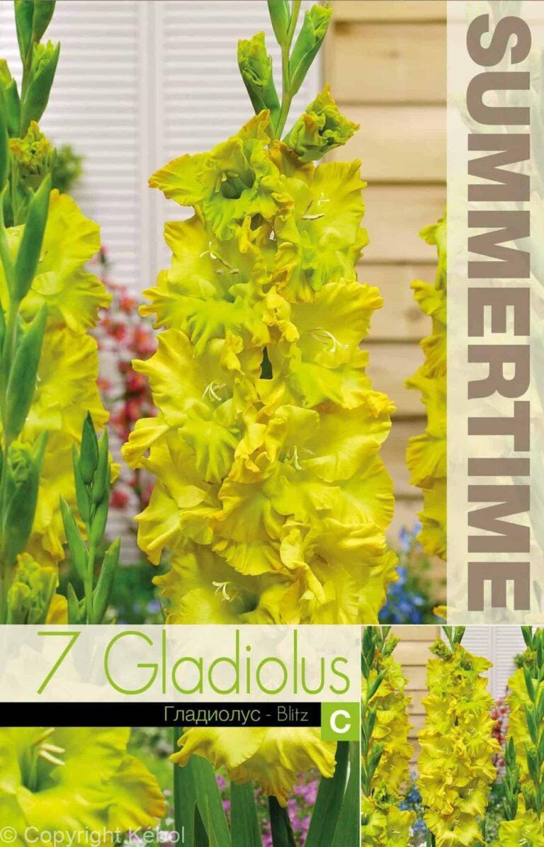Gladiolus Blitz - RB