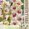 Gladiolus Amber Mistique - RB