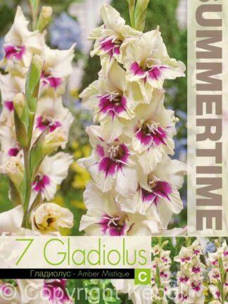 Gladiolus Amber Mistique - RB