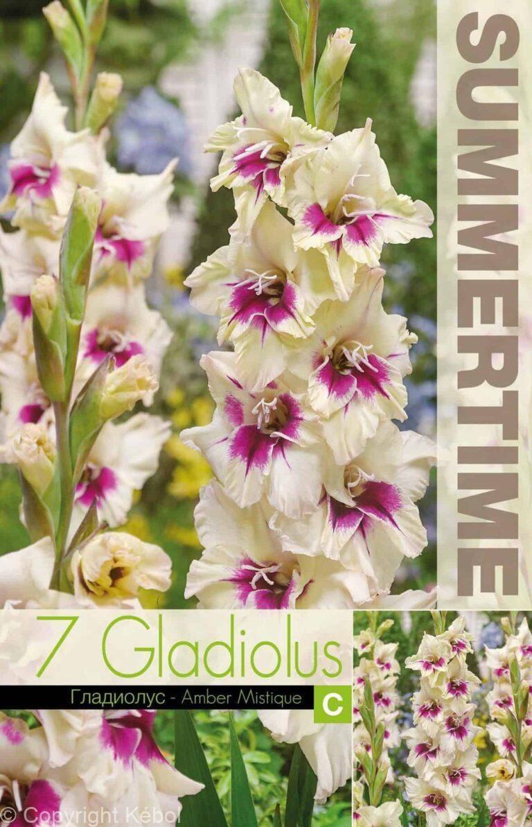 Gladiolus Amber Mistique - RB