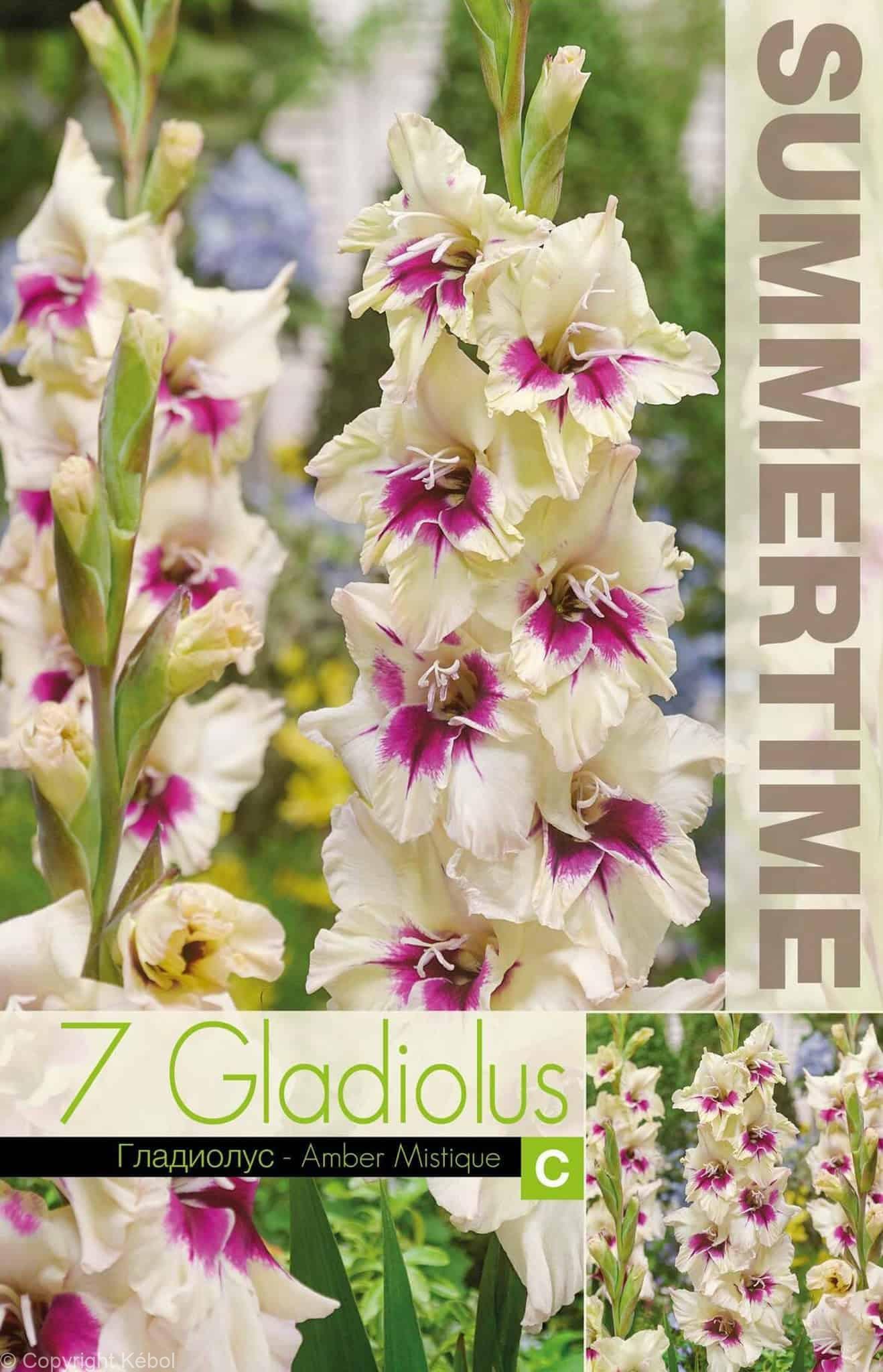 Gladiolus Amber Mistique - RB