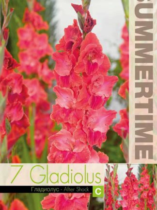 Gladiolus After Shock - RB