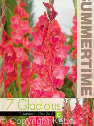 Gladiolus After Shock - RB