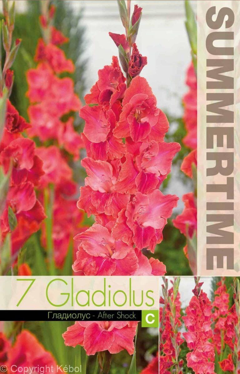 Gladiolus After Shock - RB