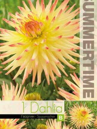 Dahlia Spassmacher - RB