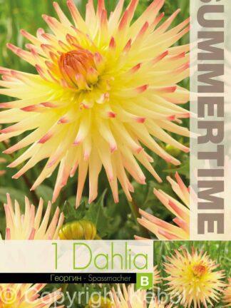 Dahlia Spassmacher - RB