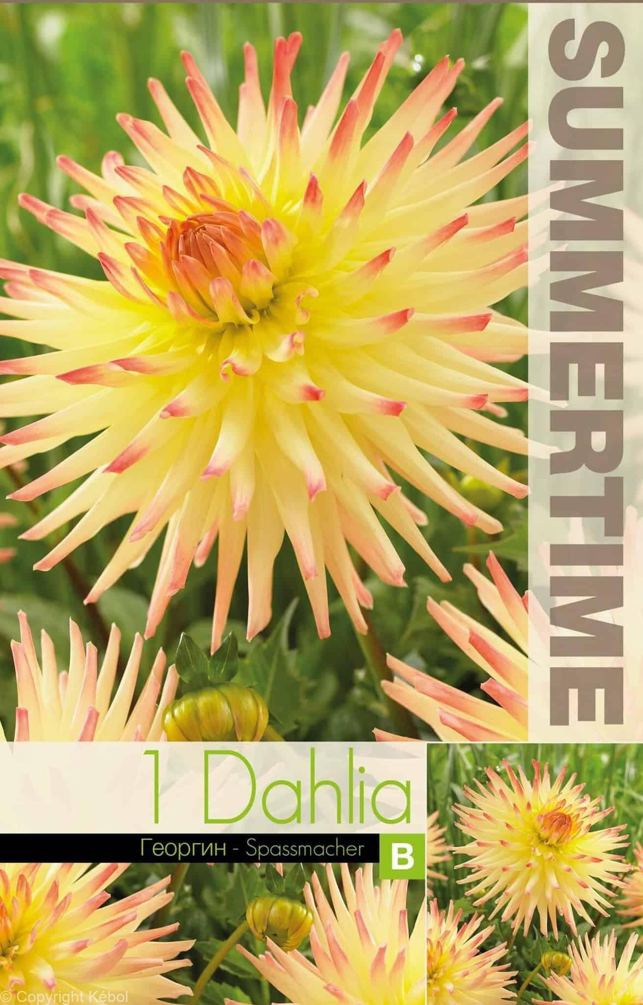 Dahlia Spassmacher - RB