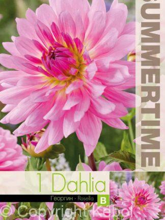 Dahlia Rosella - RB