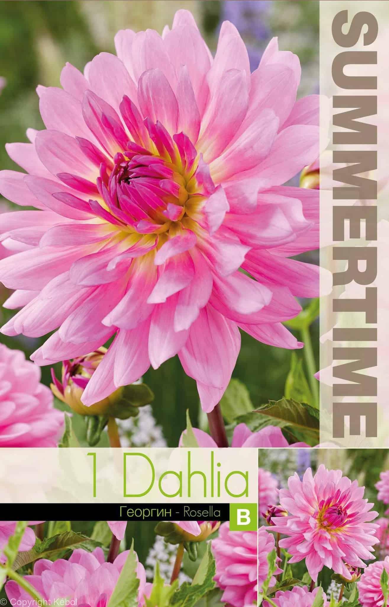 Dahlia Rosella - RB