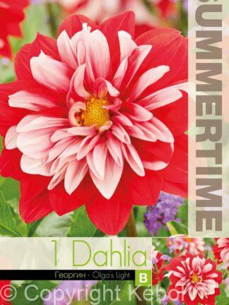 Dahlia Olga's Light - RB