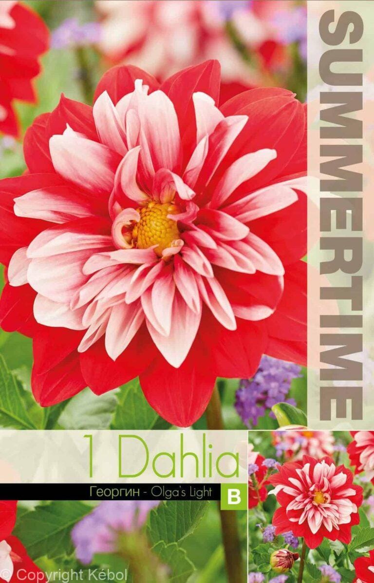 Dahlia Olga's Light - RB